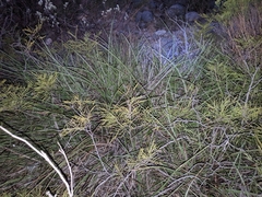 Hesperaloe parviflora