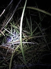 Hesperaloe parviflora