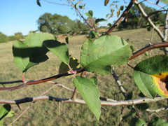 Malus ioensis texana