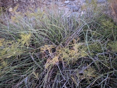 Hesperaloe parviflora