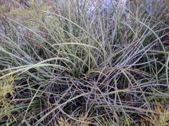 Hesperaloe parviflora