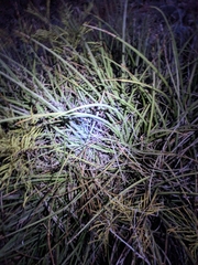 Hesperaloe parviflora