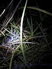 Hesperaloe parviflora