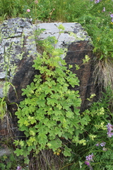 Potentilla brachypetala