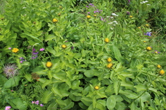 Pentanema orientale