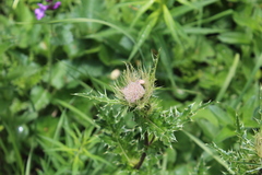Cirsium obvallatum