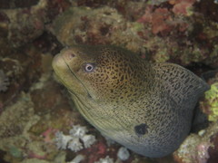 Gymnothorax javanicus