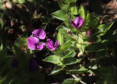Psoralea imbricata