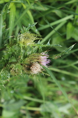 Cirsium obvallatum