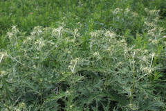 Cirsium chlorocomos