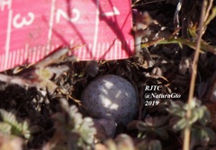 Mammillaria albiflora