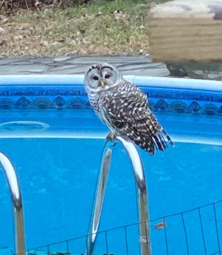 Barred Owl photographed in New York