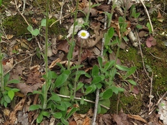 Erigeron pulchellus pulchellus