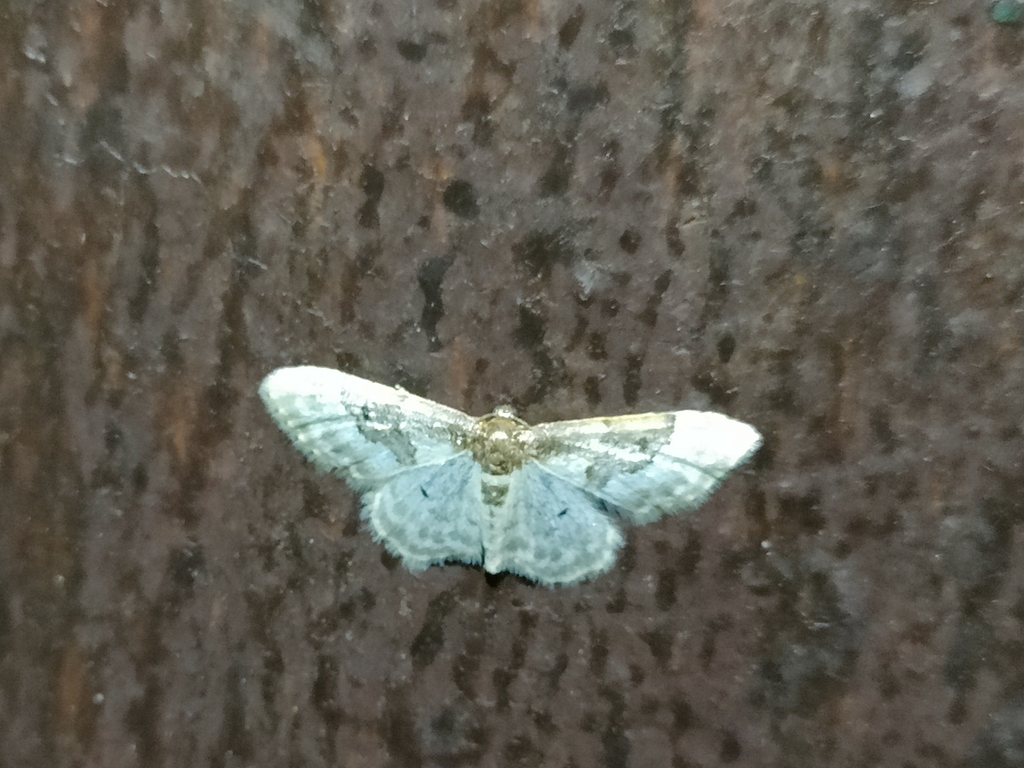 Idaea mustelata