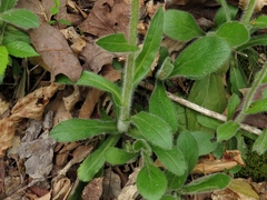Erigeron pulchellus pulchellus