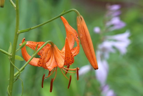 Lilium leichtlinii iNat (2)