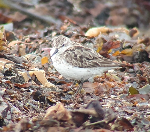 Correlimos semipalmeado (Calidris pusilla)