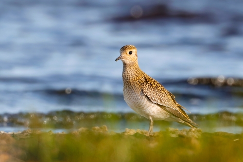 Chorlito dorado europeo (Pluvialis apricaria)