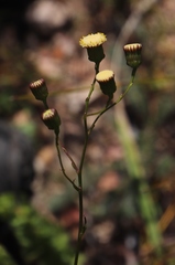 Senecio paniculatus