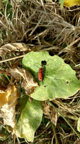 Texas Milkweed Beetle photo 3