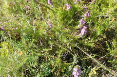Aspalathus biflora longicarpa
