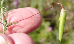 Aspalathus biflora longicarpa