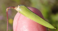 Aspalathus biflora longicarpa