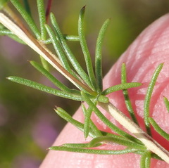 Aspalathus biflora longicarpa
