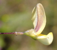 Aspalathus biflora longicarpa