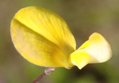 Aspalathus biflora longicarpa