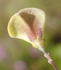 Aspalathus biflora longicarpa