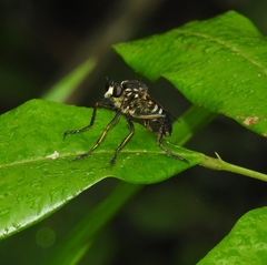 Dicranus schrottkyi
