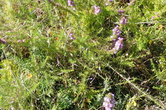 Aspalathus biflora longicarpa