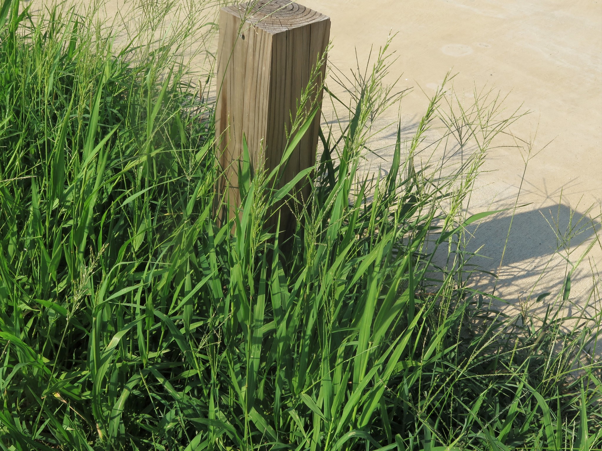 Eriochloa acuminata var. acuminata