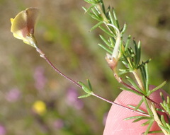 Aspalathus biflora longicarpa