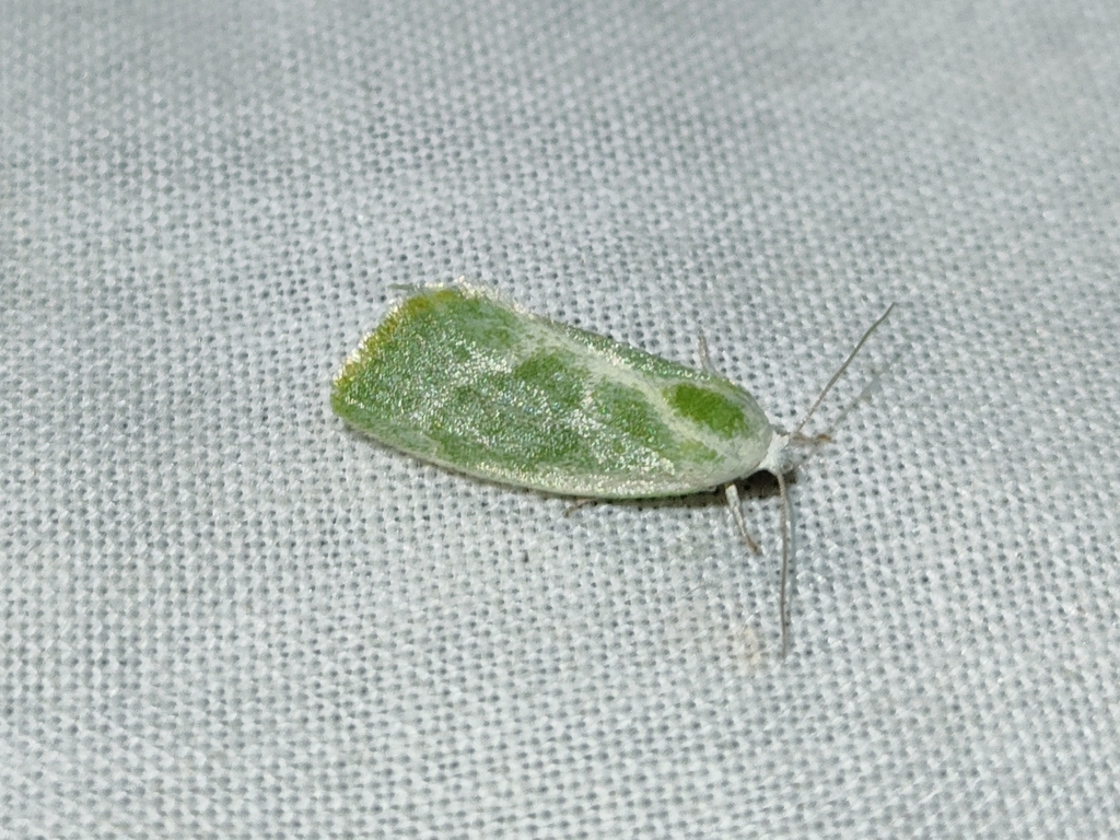 Earias albovenosana