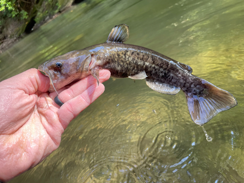 Bullhead (Ameiurus platycephalus) — Ictaluridae — 2