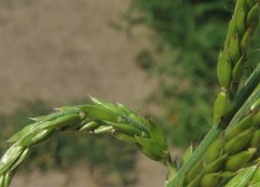 Eriochloa acuminata acuminata