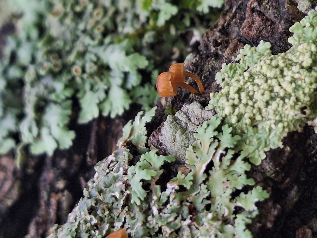 Mycena corticola · August 2025 · photo: © rocio_pose (iNaturalist, cc-by)