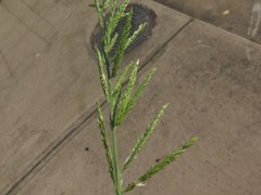 Eriochloa acuminata acuminata