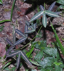 Passiflora tricuspis