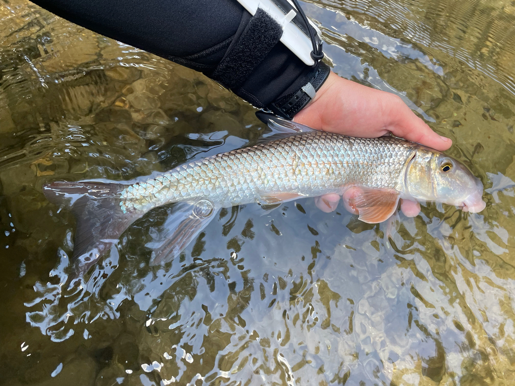 Suckermouth redhorse (Moxostoma pappillosum) — Catostomidae