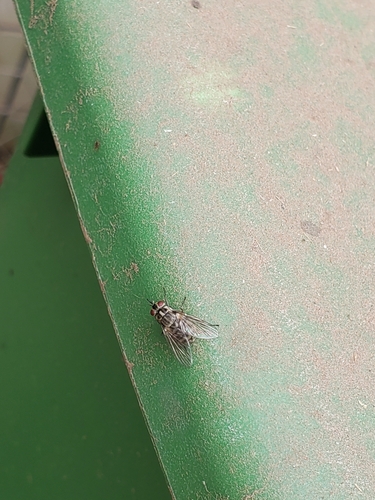 Unknown species found near Olympia, WA 98506, USA