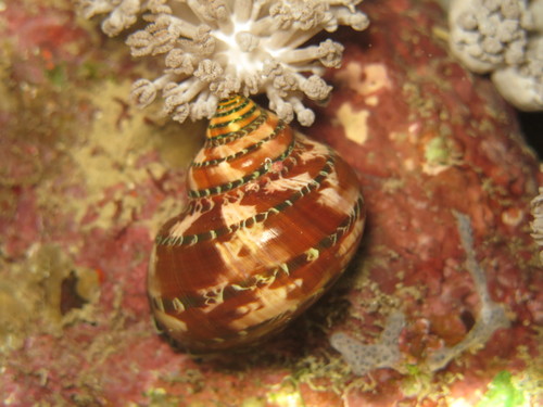 Tapestry Turban Snail