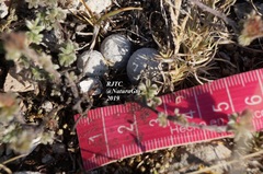 Mammillaria albiflora