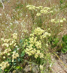 Crassula subulata subulata