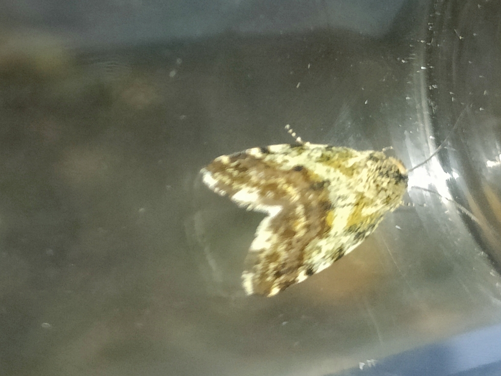 Acontia viridisquama