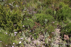 Erica trichadenia