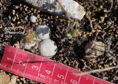 Mammillaria albiflora