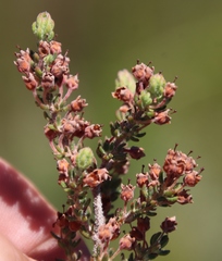 Erica trichadenia